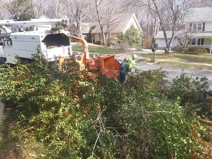 Tree service team at work