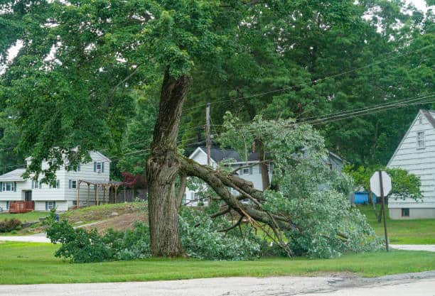 Storm damage tree cleanup Charlotte NC