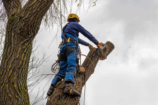 Tree removal in Charlotte NC