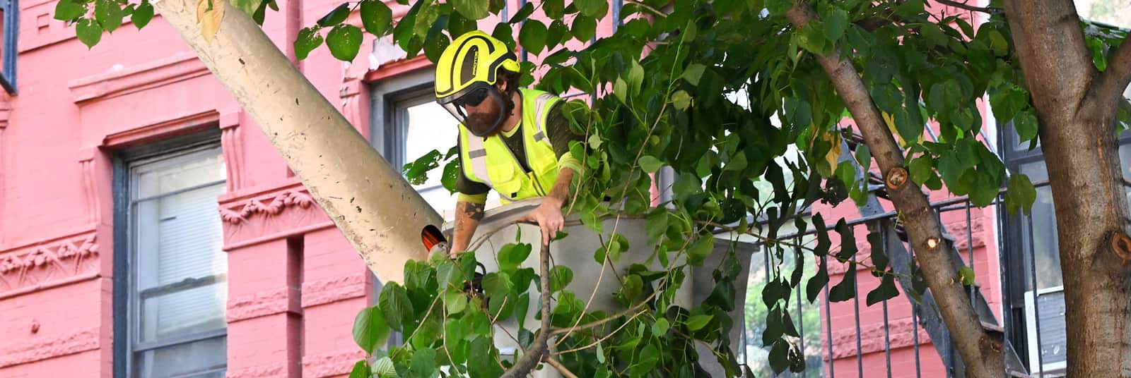 Tree trimming Charlotte NC