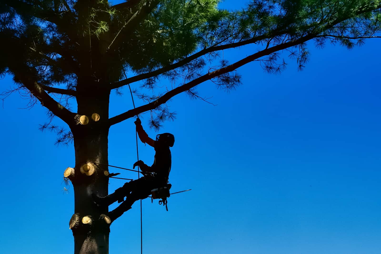 Professional tree removal Charlotte