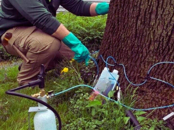 Bentancort Tree Service team